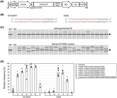 Systemic delivery of engineered compact AsCas12f by a positive-strand RNA virus vector enables highly efficient targeted mutagenesis in plants